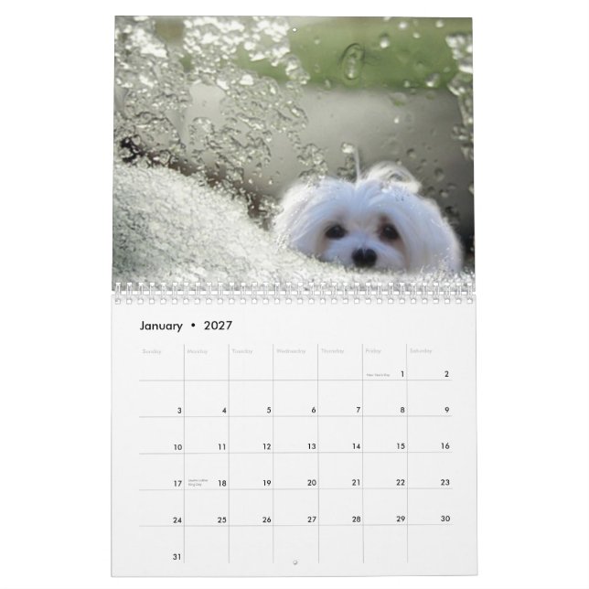 Snowdrop der maltesische Kalender (Jan 2027)