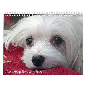 Snowdrop der maltesische Kalender