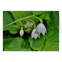 Snowdrop Geschenk-Karte