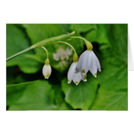 Snowdrop Geschenk-Karte