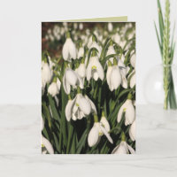 Snowdrop Karte