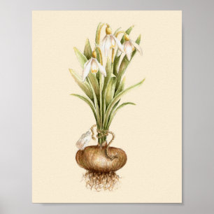 Snowdrop - Plakat