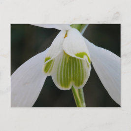 Snowdrop Postkarte