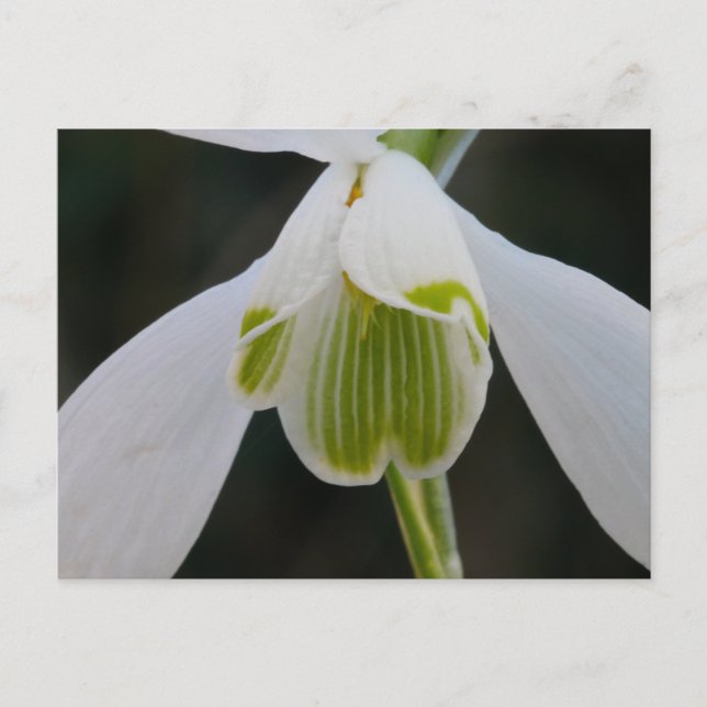 Snowdrop Postkarte (Vorderseite)