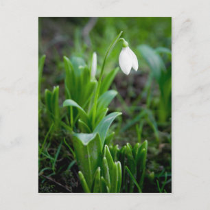 Snowdrop Postkarte Postkarte Schneegloeckchen