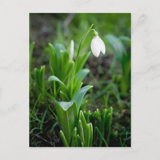 Snowdrop Postkarte | Postkarte Schneegloeckchen (Vorderseite)