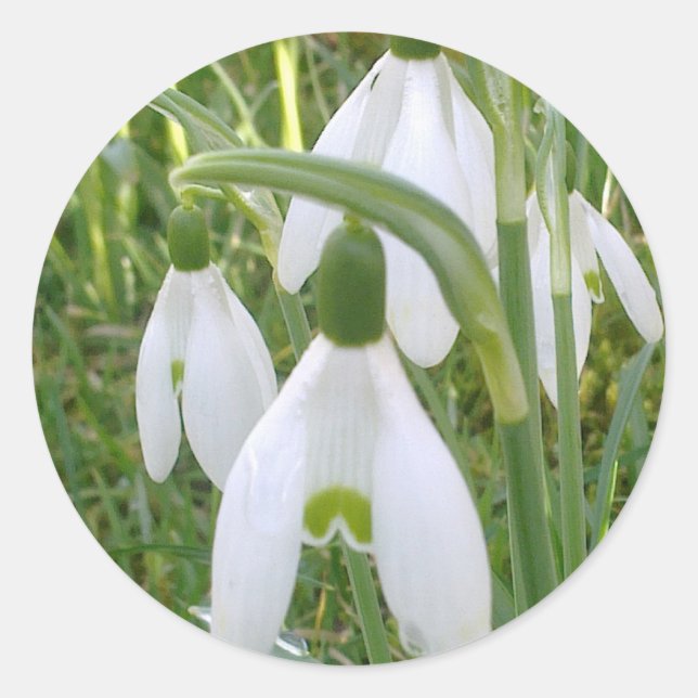 Snowdrop Sticker (Vorderseite)