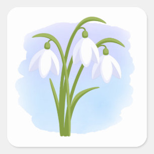 Snowdrops - Frühlingsblumen auf Wasserfarbe Blau Quadratischer Aufkleber