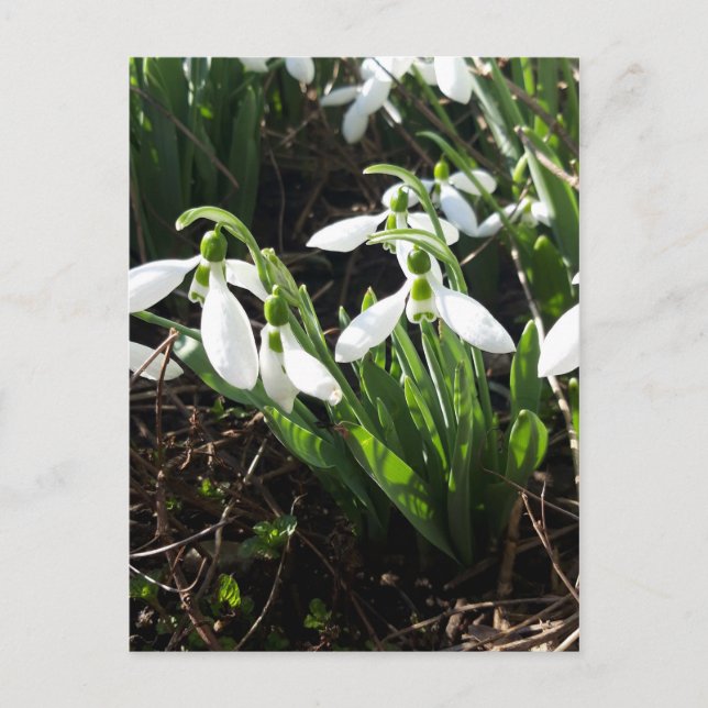 Snowdrops Frühlingsblumen Postkarte (Vorderseite)