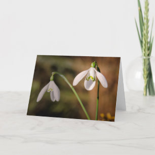 Snowdrops-Grüße Karte
