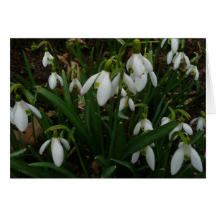 Snowdrops I (Galanthus) Weiße Frühlingsblumen