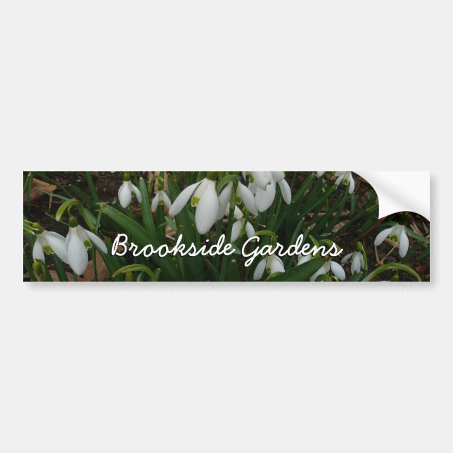 Snowdrops I (Galanthus) Weiße Frühlingsblumen Autoaufkleber (Vorne)