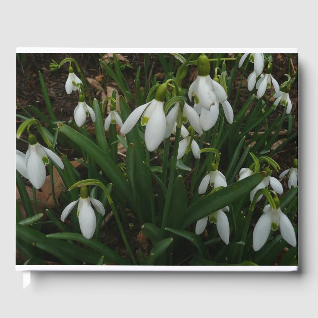 Snowdrops I (Galanthus) Weiße Frühlingsblumen Gästebuch (Vorderseite)