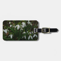 Snowdrops I (Galanthus) Weiße Frühlingsblumen