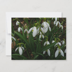 Snowdrops I (Galanthus) Weiße Frühlingsblumen Karte