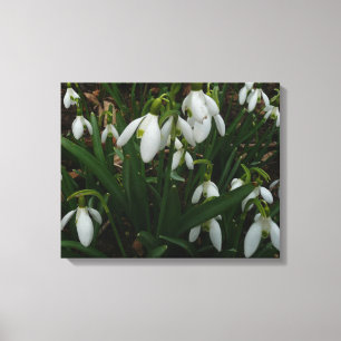 Snowdrops I (Galanthus) Weiße Frühlingsblumen Leinwanddruck