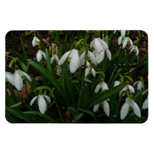 Snowdrops I (Galanthus) Weiße Frühlingsblumen Magnet