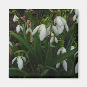 Snowdrops I (Galanthus) Weiße Frühlingsblumen Magnet