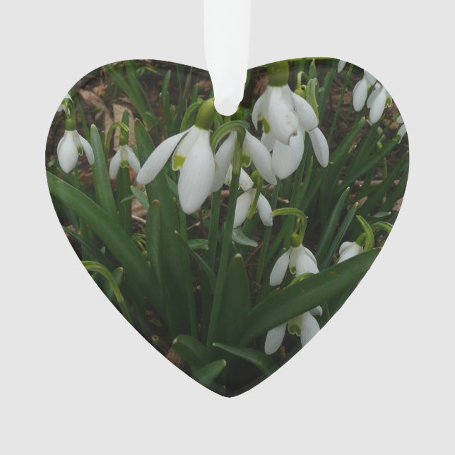 Snowdrops I (Galanthus) Weiße Frühlingsblumen Ornament (Vorderseite)