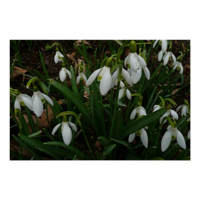 Snowdrops I (Galanthus) Weiße Frühlingsblumen Poster (Vorderseite)