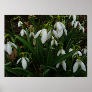 Snowdrops I (Galanthus) Weiße Frühlingsblumen Poster