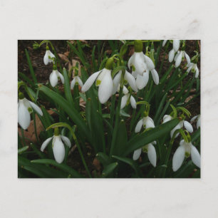 Snowdrops I (Galanthus) Weiße Frühlingsblumen Postkarte