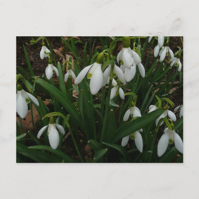 Snowdrops I (Galanthus) Weiße Frühlingsblumen Postkarte (Vorderseite)