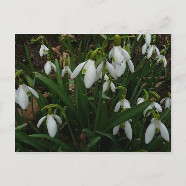 Snowdrops I (Galanthus) Weiße Frühlingsblumen Postkarte (Vorderseite)