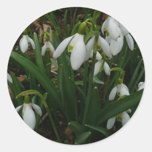 Snowdrops I (Galanthus) Weiße Frühlingsblumen Runder Aufkleber