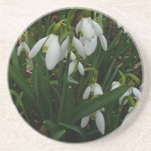Snowdrops I (Galanthus) Weiße Frühlingsblumen Sandstein Untersetzer