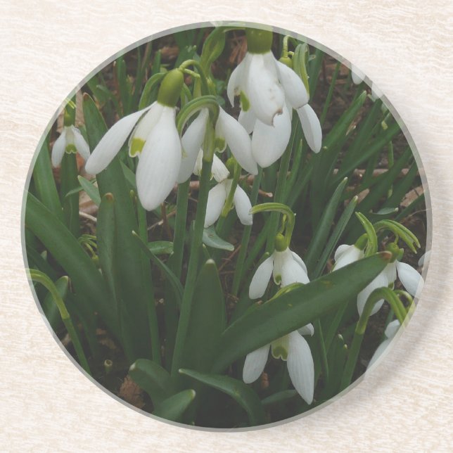 Snowdrops I (Galanthus) Weiße Frühlingsblumen Sandstein Untersetzer (Vorne)