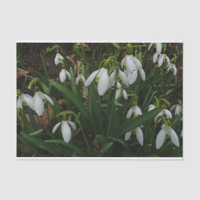 Snowdrops I (Galanthus) Weiße Frühlingsblumen Seidenpapier (Vorderseite)