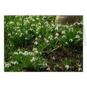 Snowdrops II (Galanthus) Frühlingsflora