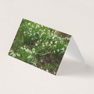 Snowdrops II (Galanthus) Frühlingsflora