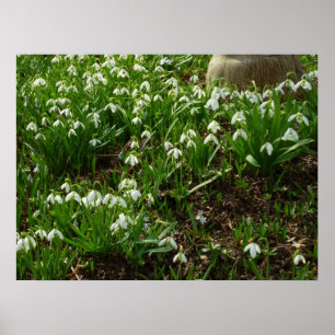 Snowdrops II (Galanthus) Frühlingsflora Poster