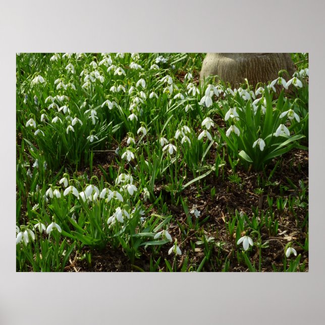 Snowdrops II (Galanthus) Frühlingsflora Poster (Vorne)