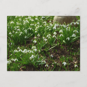 Snowdrops II (Galanthus) Frühlingsflora Postkarte