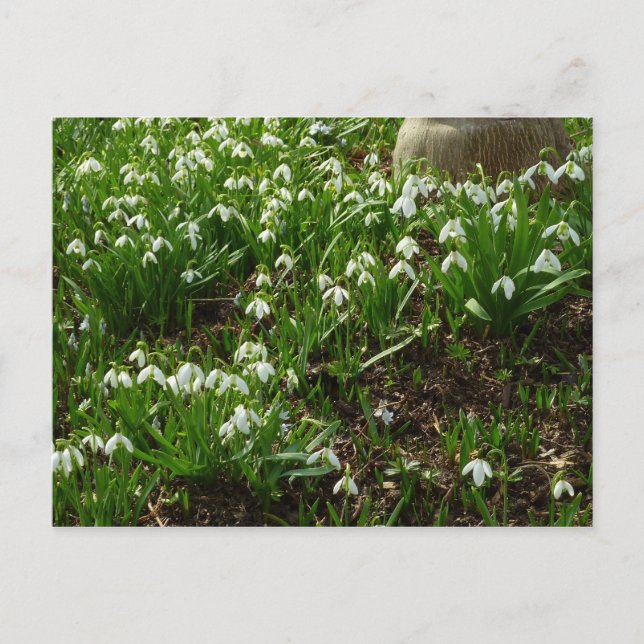 Snowdrops II (Galanthus) Frühlingsflora Postkarte (Vorderseite)