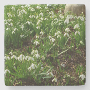 Snowdrops II (Galanthus) Frühlingsflora Steinuntersetzer