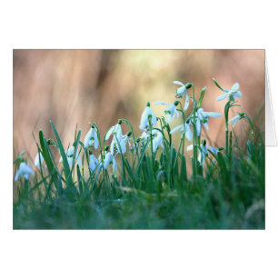 Snowdrops im Frühjahr