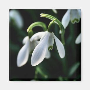 Snowdrops Magnet