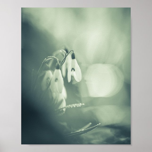 Snowdrops Nature Foto Poster (Vorne)