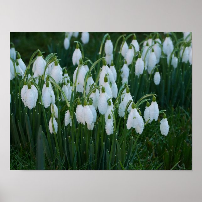 Snowdrops Poster (Vorne)