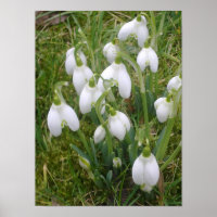 Snowdrops Poster