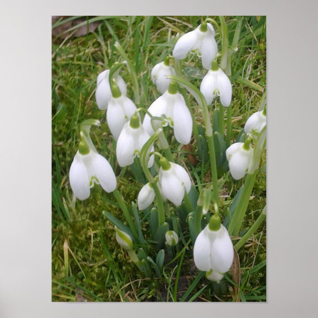 Snowdrops Poster (Vorne)