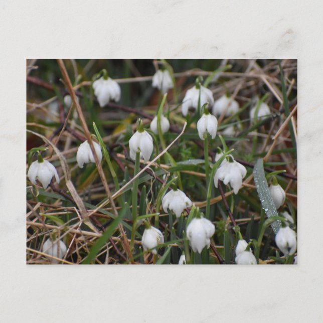 Snowdrops  postkarte (Vorderseite)