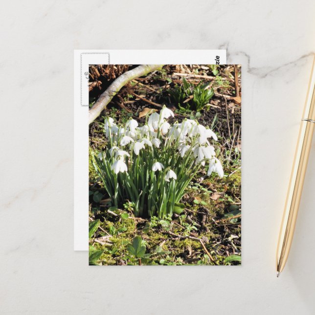 SNOWDROPS POSTKARTE (Vorderseite/Rückseite Beispiel)
