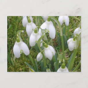 Snowdrops Postkarte