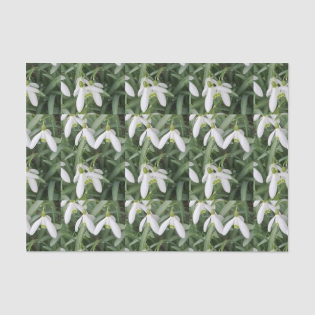 Snowdrops Seidenpapier (Vorderseite)