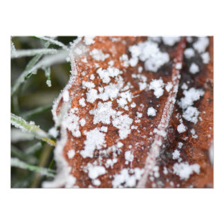 Snowflakes fotodruck